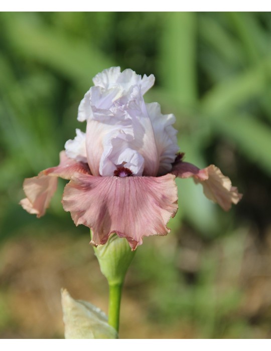 Fleur d'iris blanc et rose de blyth de 1992