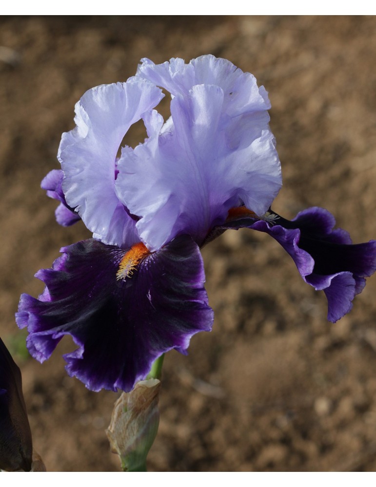 Iris barbu violet clair et violet foncé de Blyth de 1979