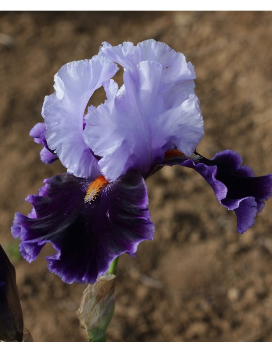 Iris barbu violet clair et violet foncé de Blyth de 1979