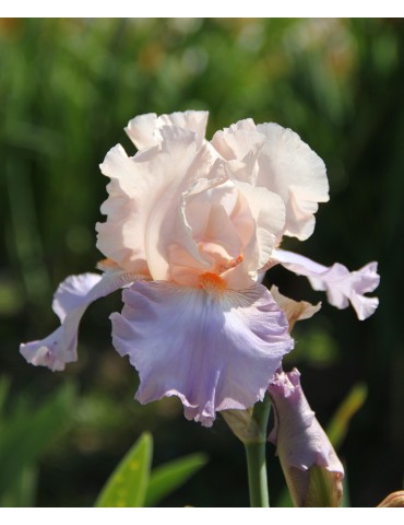 Grand iris rose et violet clair de Schreiner de 1993