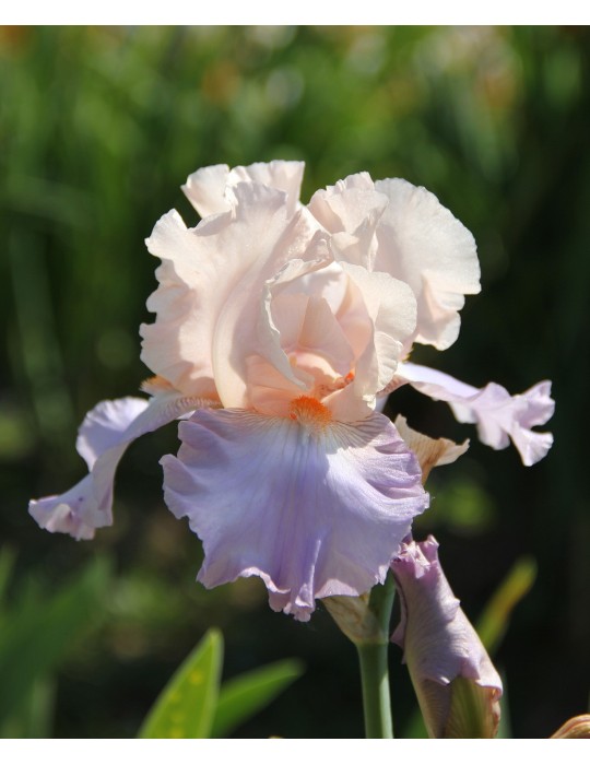 Grand iris rose et violet clair de Schreiner de 1993