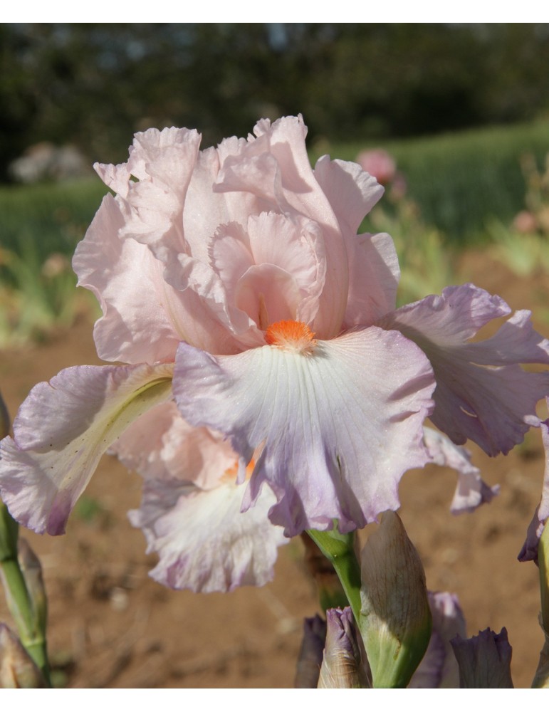 Grand iris rose et violet clair de Schreiner de 1993