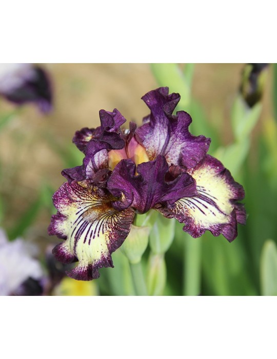 Iris intermédiaire beige bordé violet de l'obtenteur Sutton de 2007
