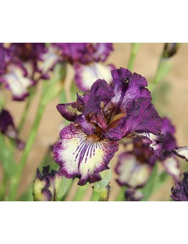 Iris intermédiaire beige bordé violet de l'obtenteur Sutton de 2007 2