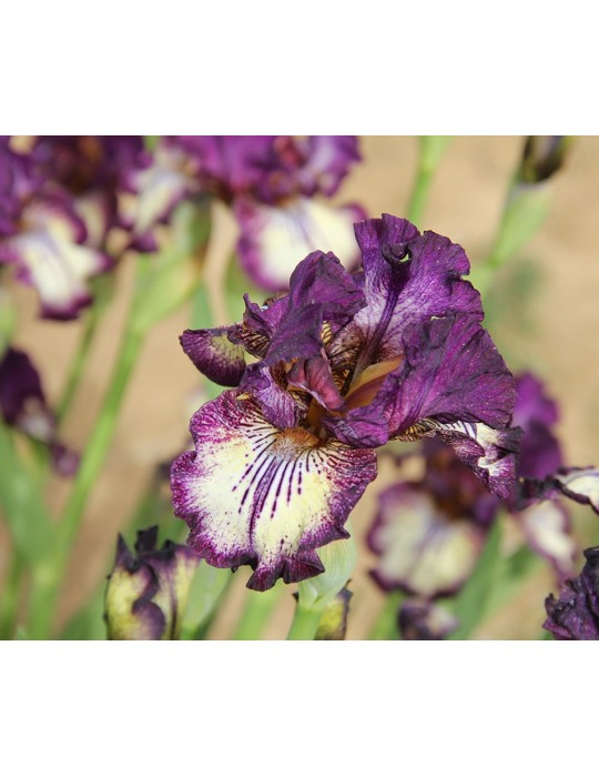 Iris intermédiaire beige bordé violet de l'obtenteur Sutton de 2007