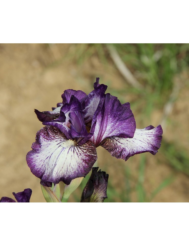 Fleur blanche bordé de violet de Sutton 2009