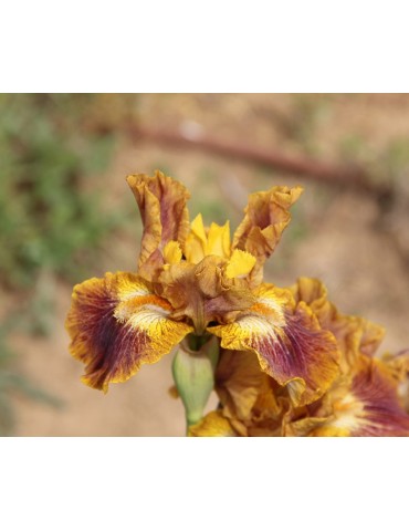 Iris de jardin bronze et bordeaux de Sutton de 2009