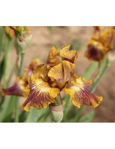 Iris de jardin bronze et bordeaux de Sutton de 2009 2
