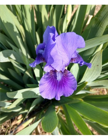 Iris violet intermédiaire en vente au Iris du Val de Drôme