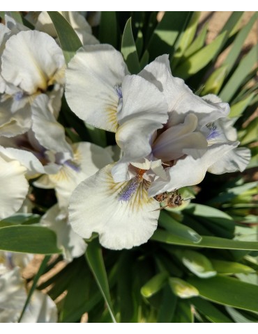 iris nains standards blanc 2