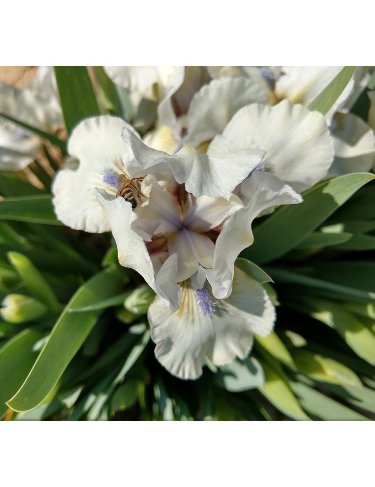 iris nains standards blanc