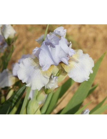 Iris intermédiaires blanc bleuté