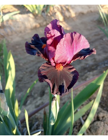 Iris de couleur bordeaux de l'obtenteur Keppel de  2005