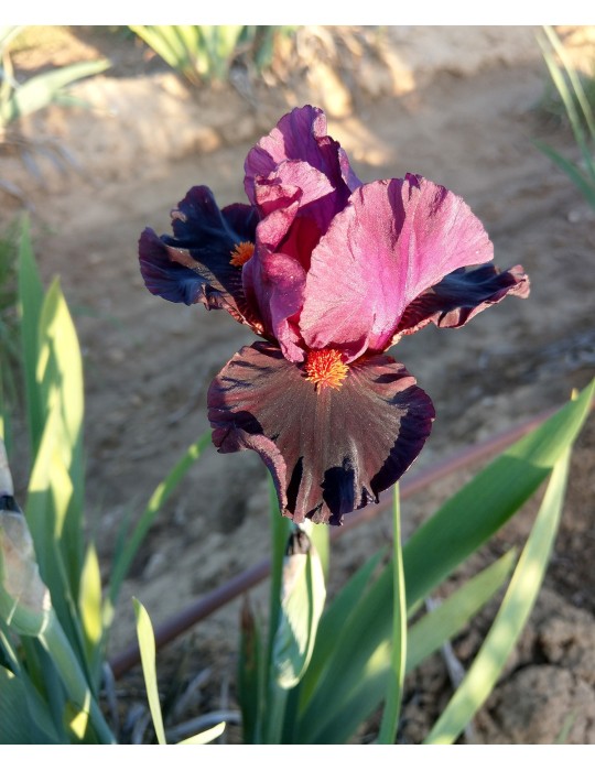 Iris de couleur bordeaux de l'obtenteur Keppel de  2005