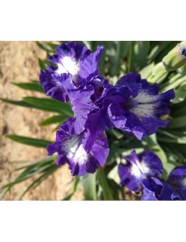 Fleur d'iris blanc bordé de violet