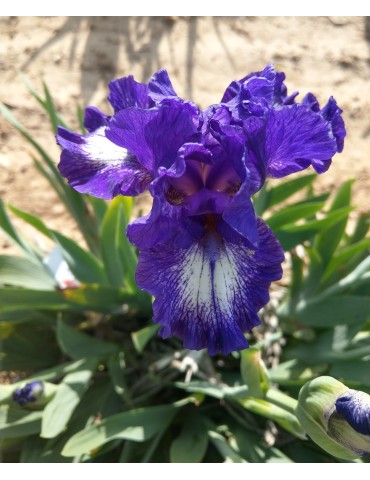 Fleur d'iris blanc bordé de violet 2