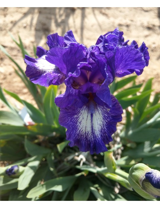 Fleur d'iris blanc bordé de violet