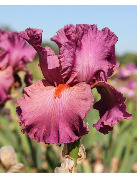 Grand iris barbu rose framboise de Keppel