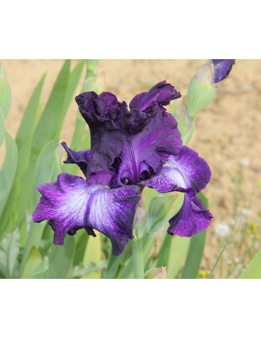 Fleur d'iris violet à centre blanc de Jacob de 2014
