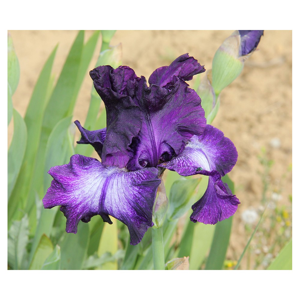 Fleur d'iris violet à centre blanc de Jacob de 2014