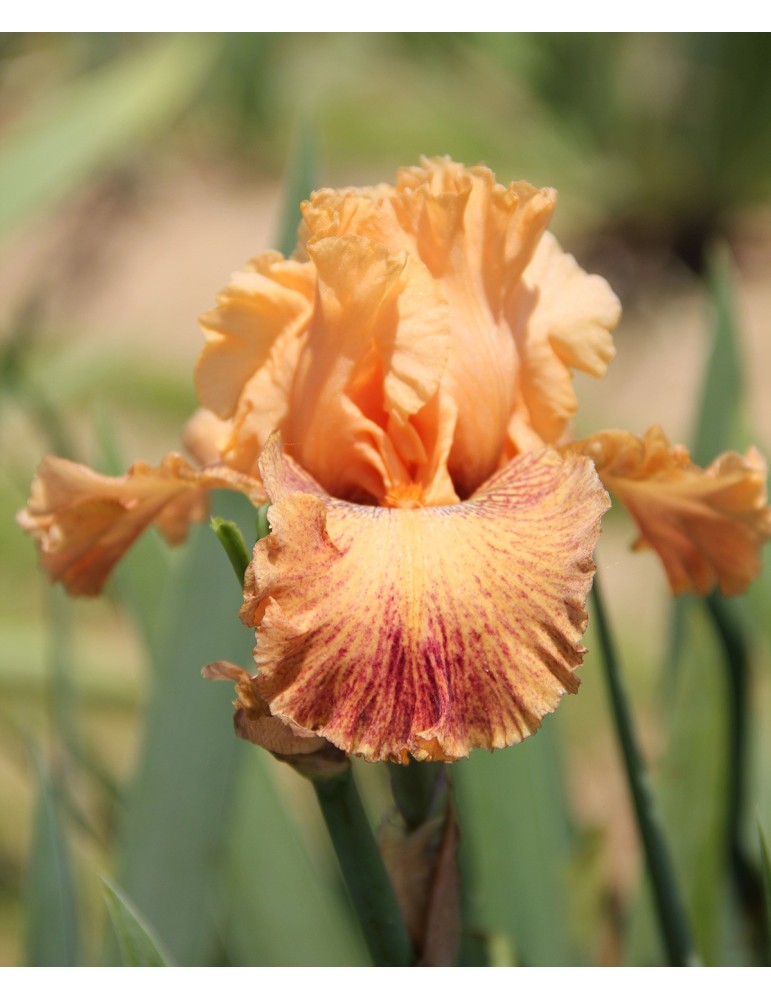 Irs du bordure orange avec une pointe de bordeaux Irs du bordure orange avec une pointe de bordeaux