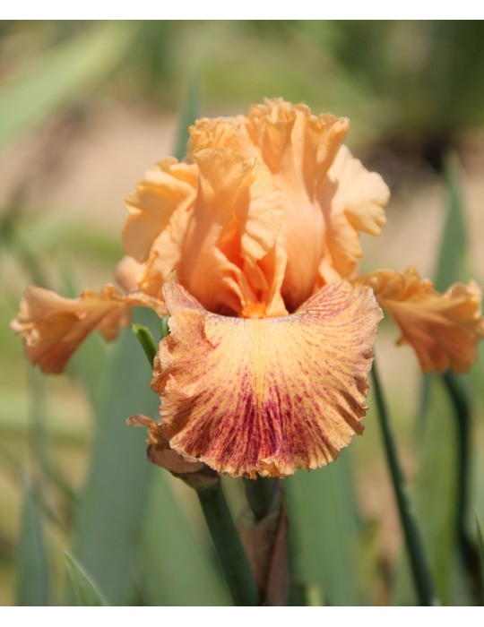 Irs du bordure orange avec une pointe de bordeaux Irs du bordure orange avec une pointe de bordeaux