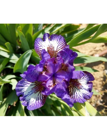 Iris nain blanc bordé de violet dans la Drôme à Grâne