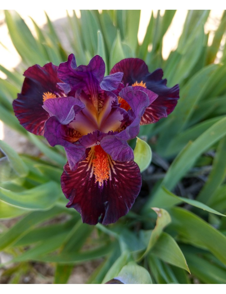 Vente de plant d'iris nain de couleur bordeaux