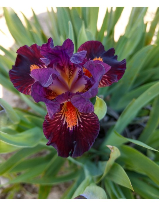 Vente de plant d'iris nain de couleur bordeaux
