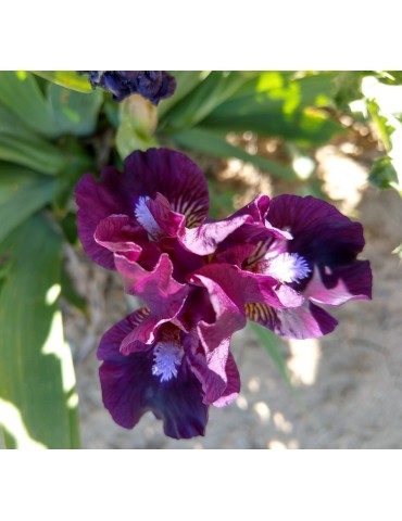 Iris barbue nain standard violet de Blyth de 2002