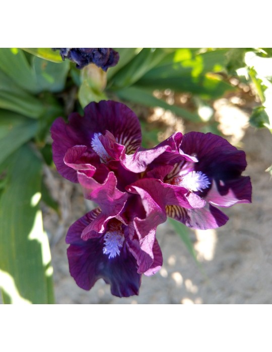 Iris barbue nain standard violet de Blyth de 2002