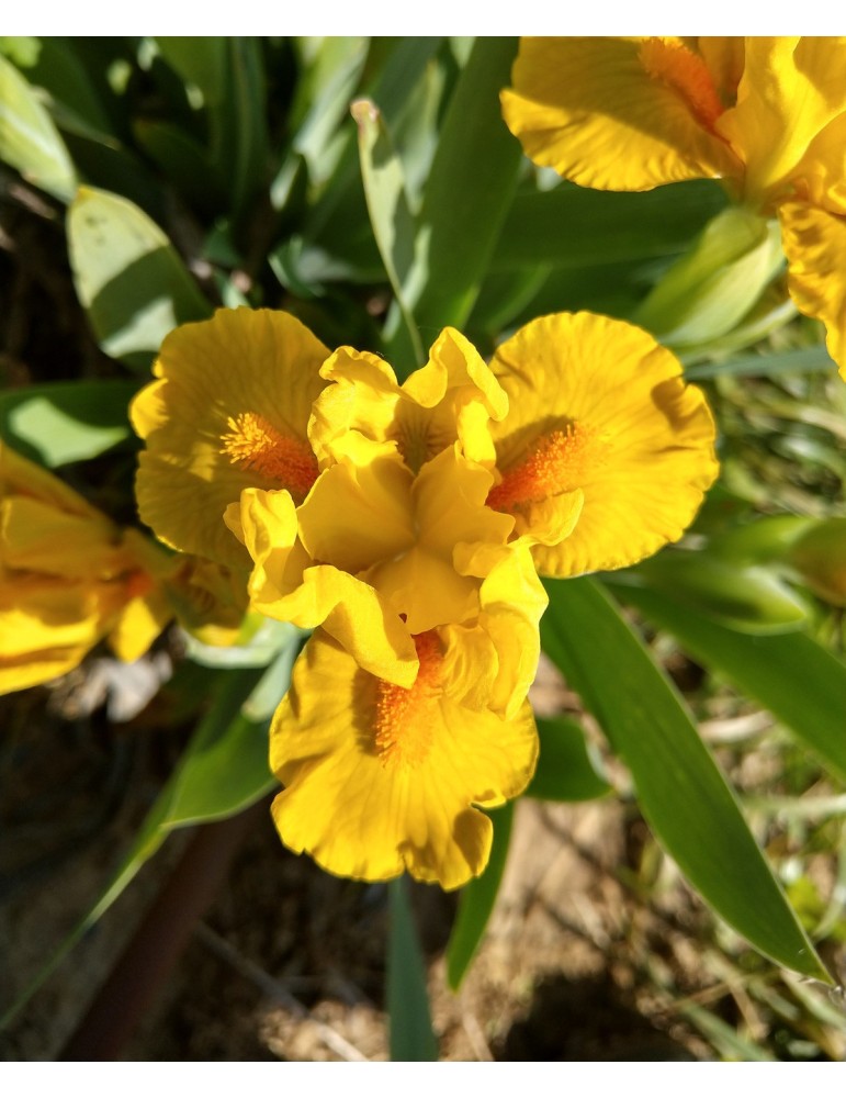 Iris jaune nain de Johnson de 2006
