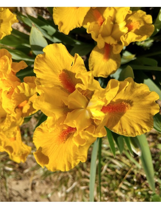 Iris jaune nain de Johnson de 2006