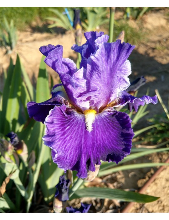 Iris de bordure violet veiné beige de Sutton de 2013