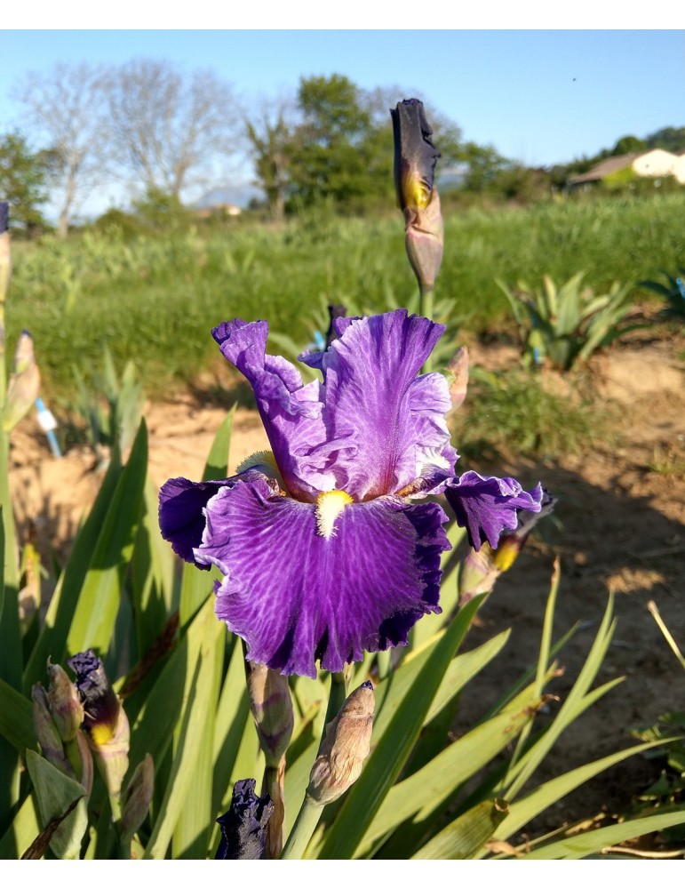 Iris de bordure violet veiné beige de Sutton de 2013