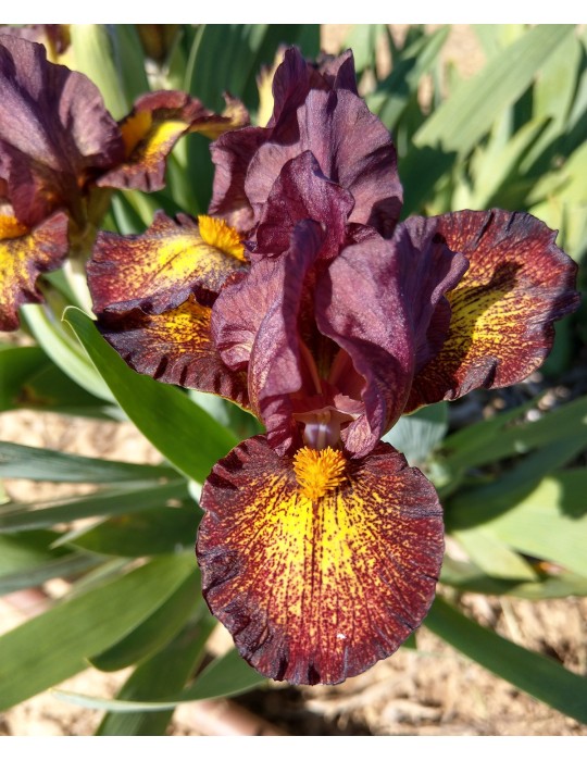 iris nains standards Bordeaux et jaune de Black de 2009