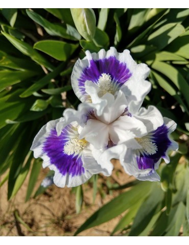 iris nain blanc et violet de black 2009