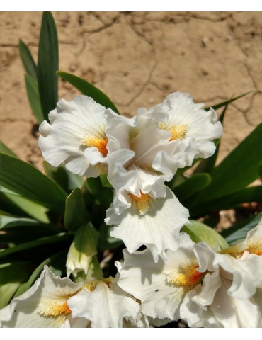 Iris nain de couleur blanche de  l'obtenteur Paul Black de 2011
