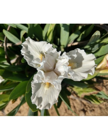 Iris nain de couleur blanche de  l'obtenteur Paul Black de 2011 2