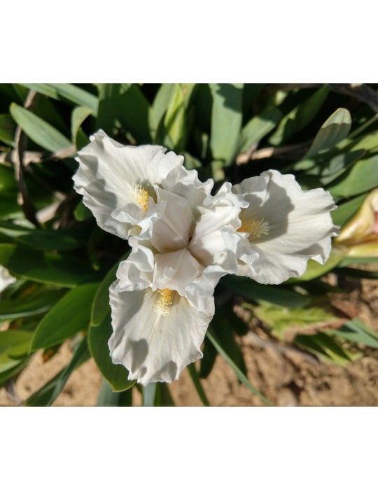 Iris nain de couleur blanche de  l'obtenteur Paul Black de 2011