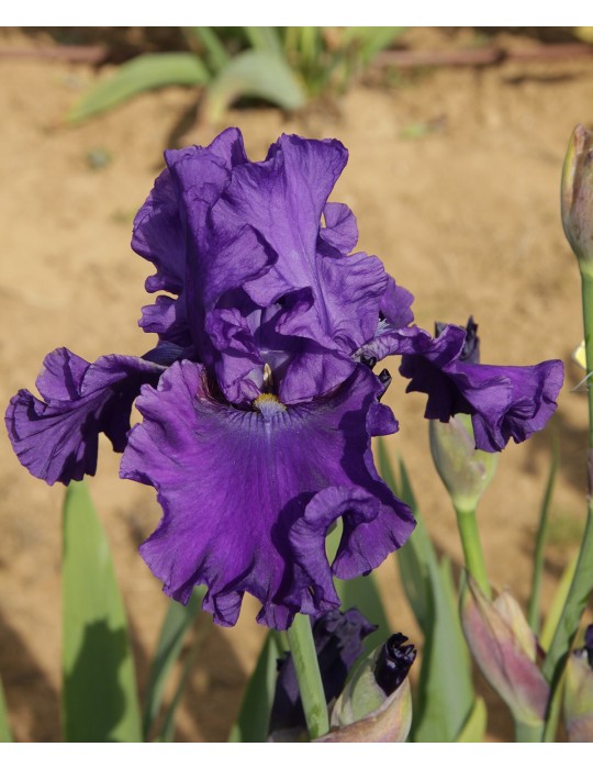 iris de jardin violet à rhizome de Schreiner de 1992 plante de mi-saison à tardive