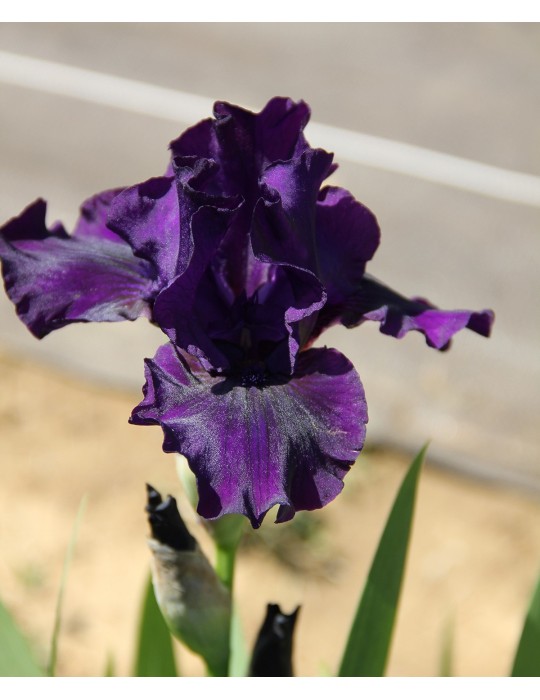 Iris intermédiaire MIDSUMMER NIGHT'S DREAM