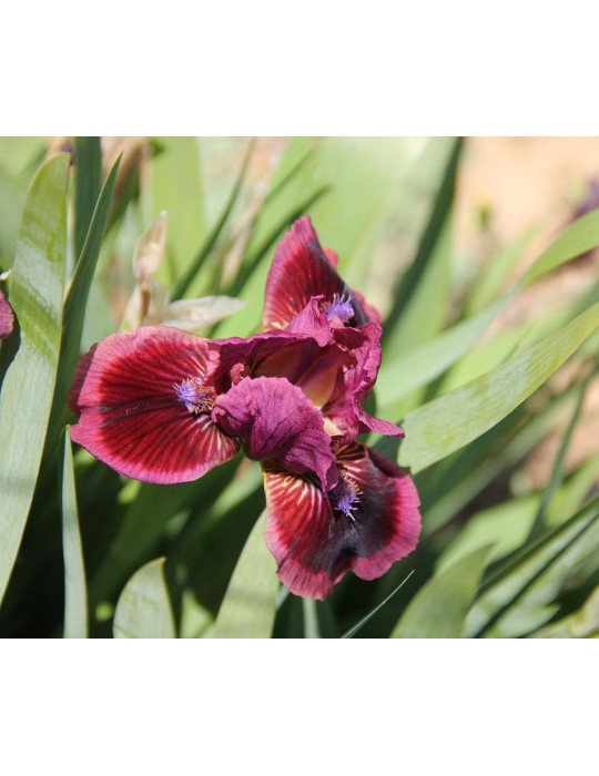 Iris nain CAT'S EYE - Iris du Val de Drôme
