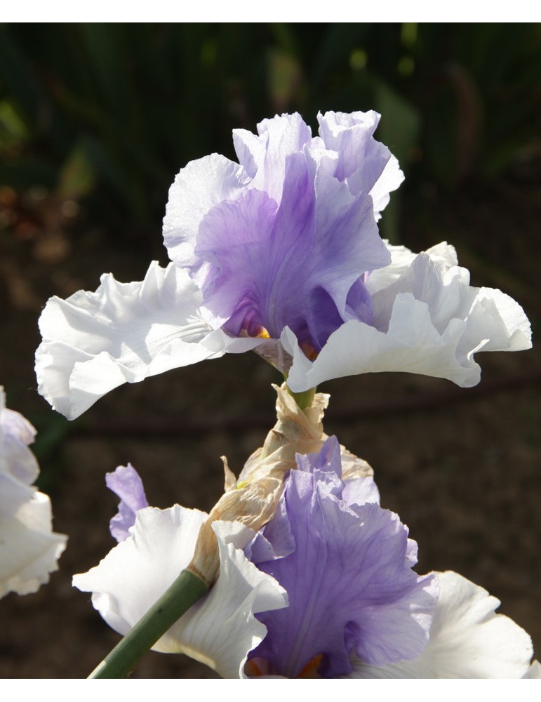 Iris BEN'S FINALE - Vente de  rhizome en racines nues