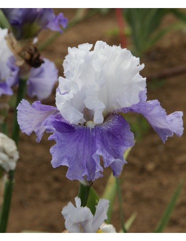 Iris de jardin HEAVEN'S REPLY blanc et violet clair en racines nues