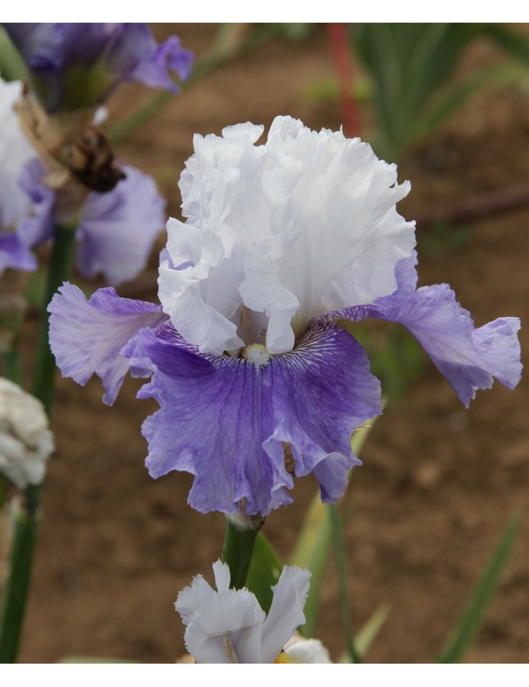 Iris de jardin HEAVEN'S REPLY blanc et violet clair en racines nues