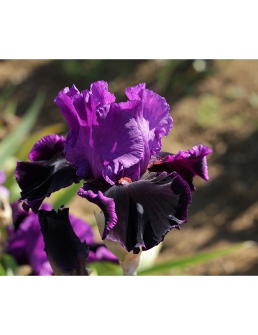 Grand iris violet Who's your Daddy de l'obtenteur Barry Blyth