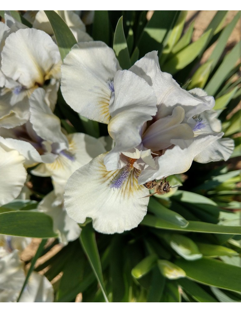iris nains standards blanc