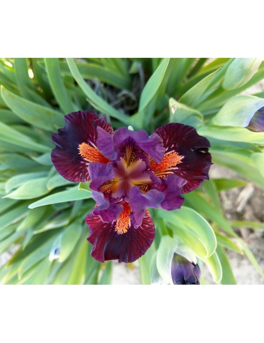 Vente de plant d'iris nain de couleur bordeaux