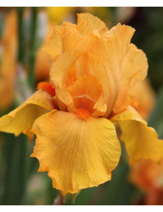 Grand iris FEU FOLLET orange- Iris du Val de Drôme